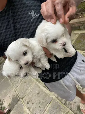 Photo - 1-3 months Male Purebred Maltese