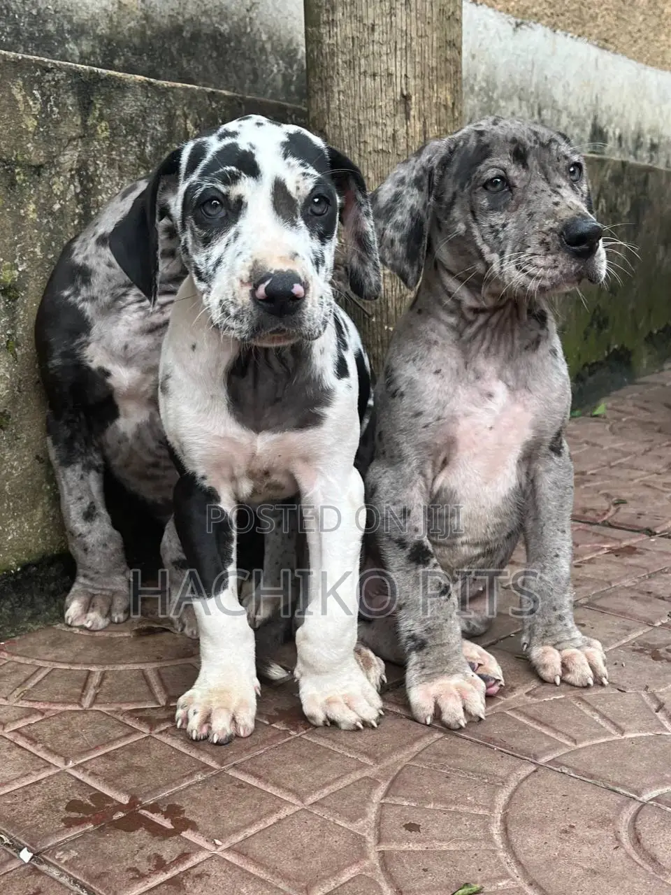 1-3 months Male Purebred Great Dane