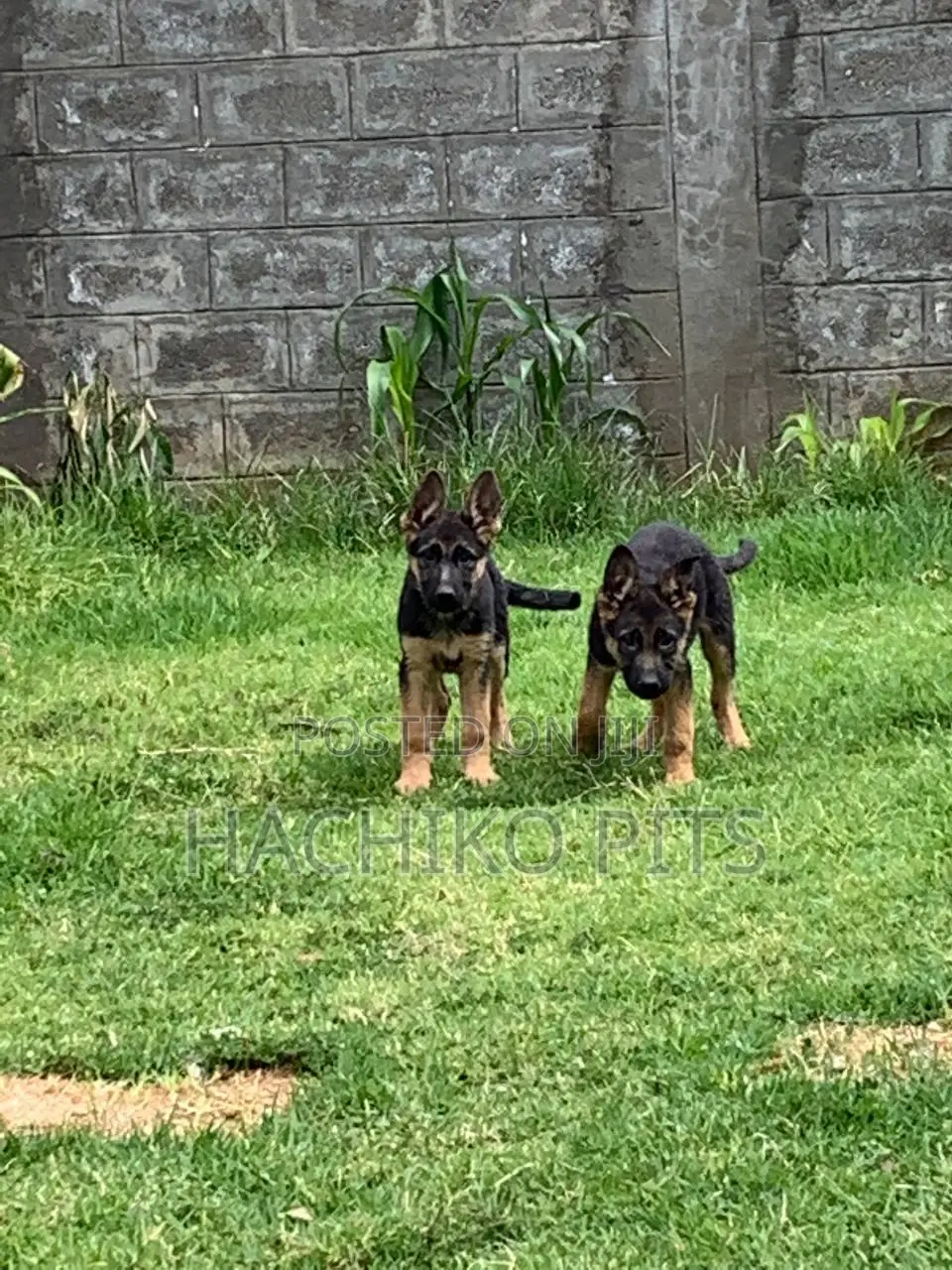 1-3 months Male Purebred German Shepherd