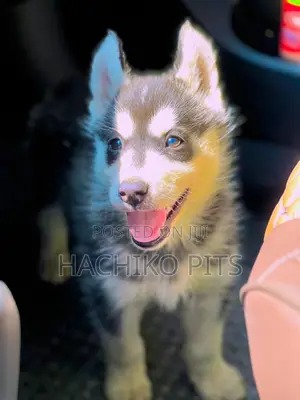 Photo - 1-3 months Male Purebred Siberian Husky
