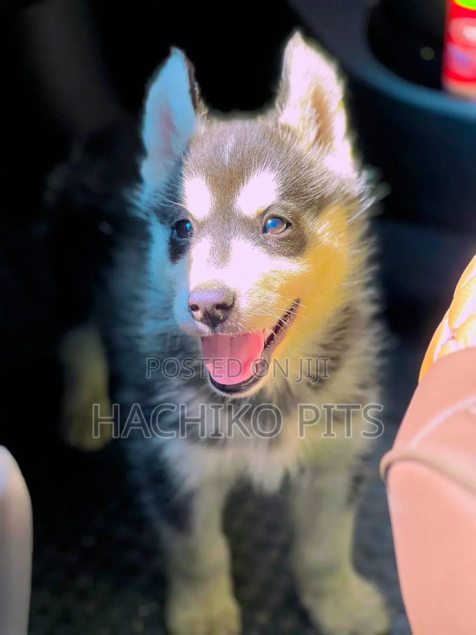 1-3 months Male Purebred Siberian Husky