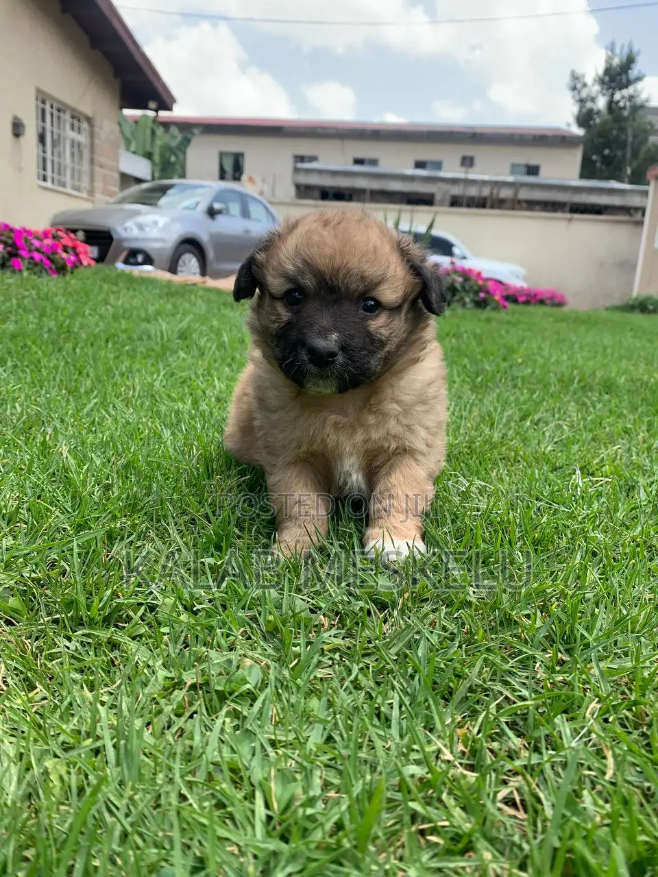 1-3 months Male Purebred Maltese