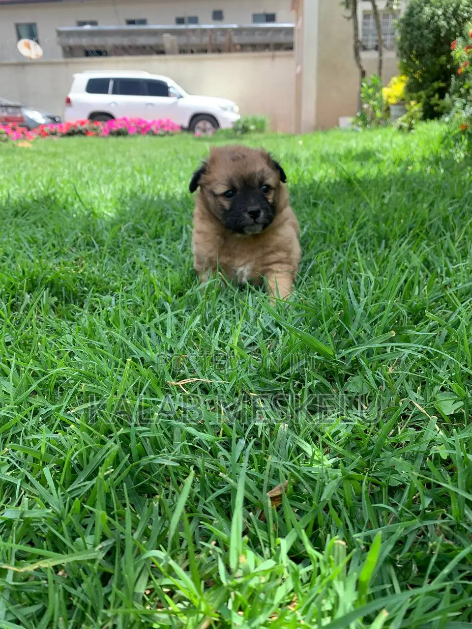 1-3 months Male Purebred Maltese