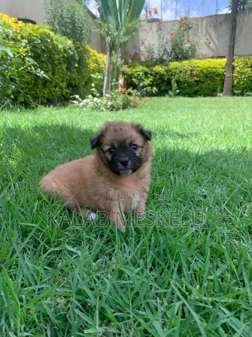 1-3 months Male Purebred Maltese