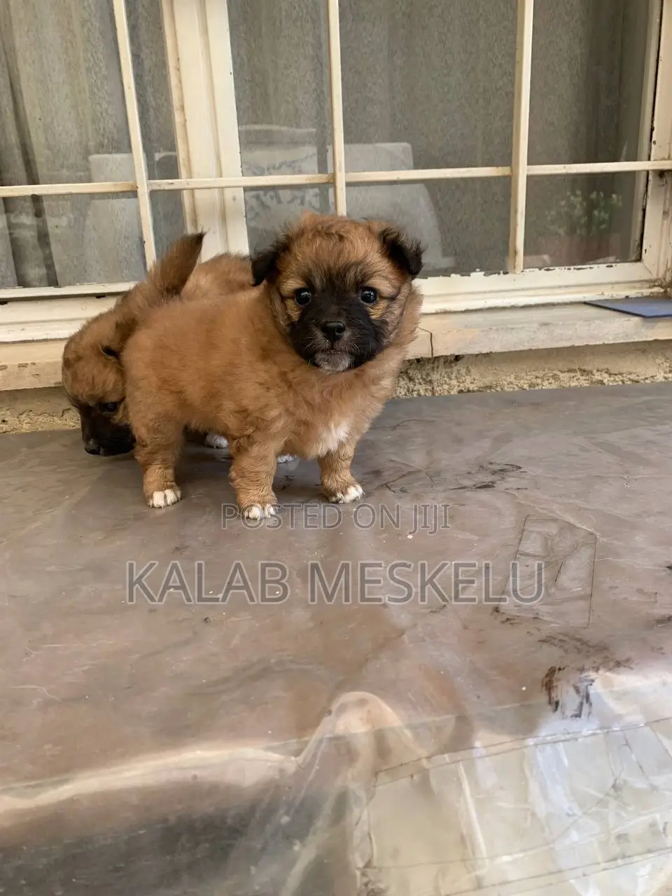 1-3 months Male Purebred Maltese