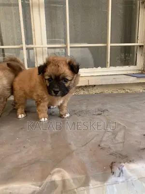 1-3 months Male Purebred Maltese