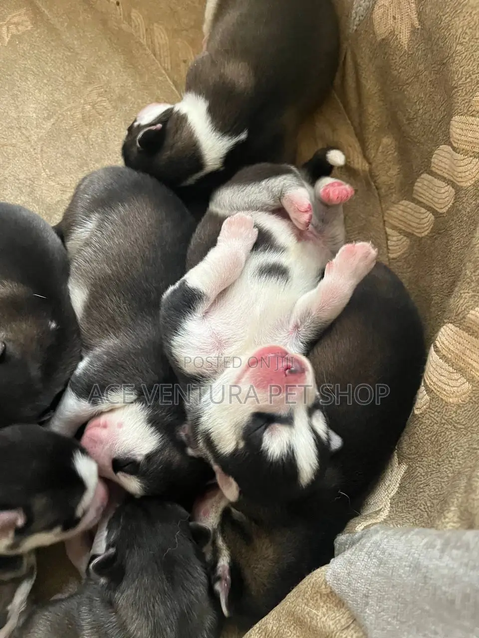 1-3 months Male Purebred Siberian Husky