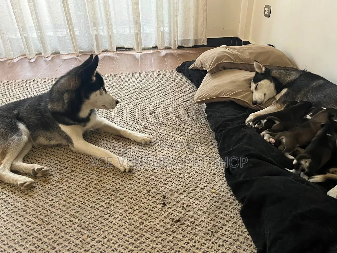 1-3 months Male Purebred Siberian Husky