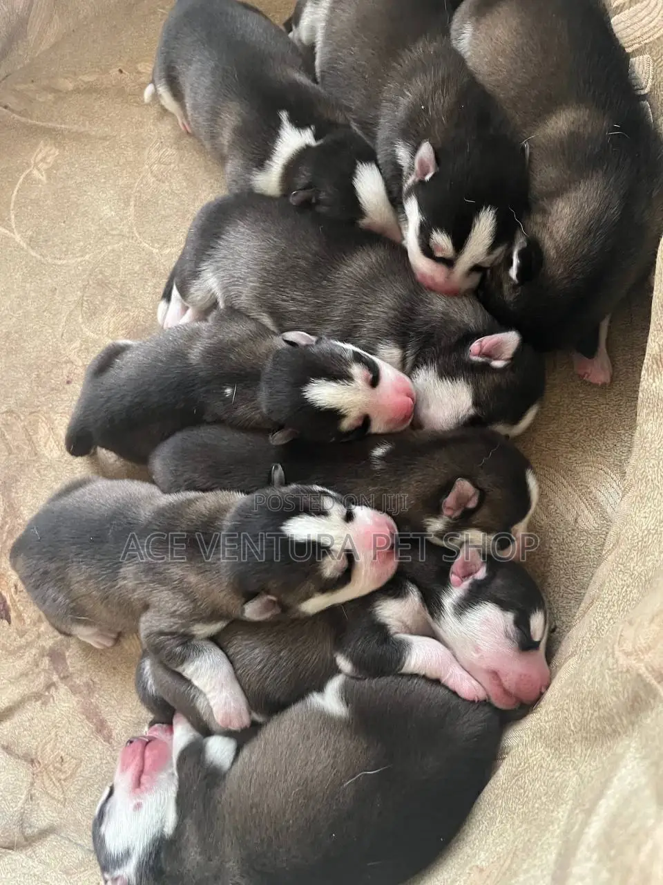 1-3 months Male Purebred Siberian Husky