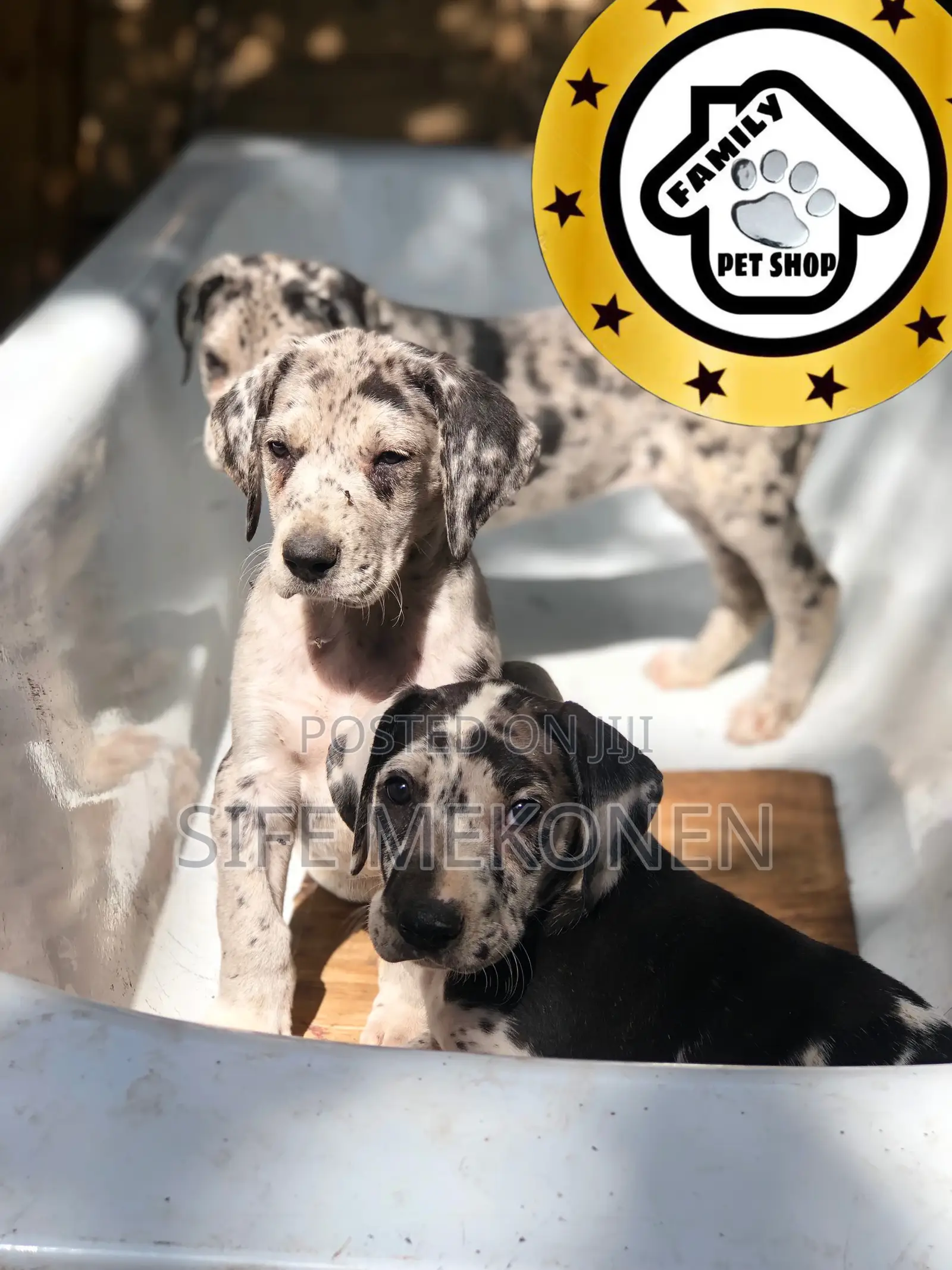 1-3 months Male Purebred Great Dane