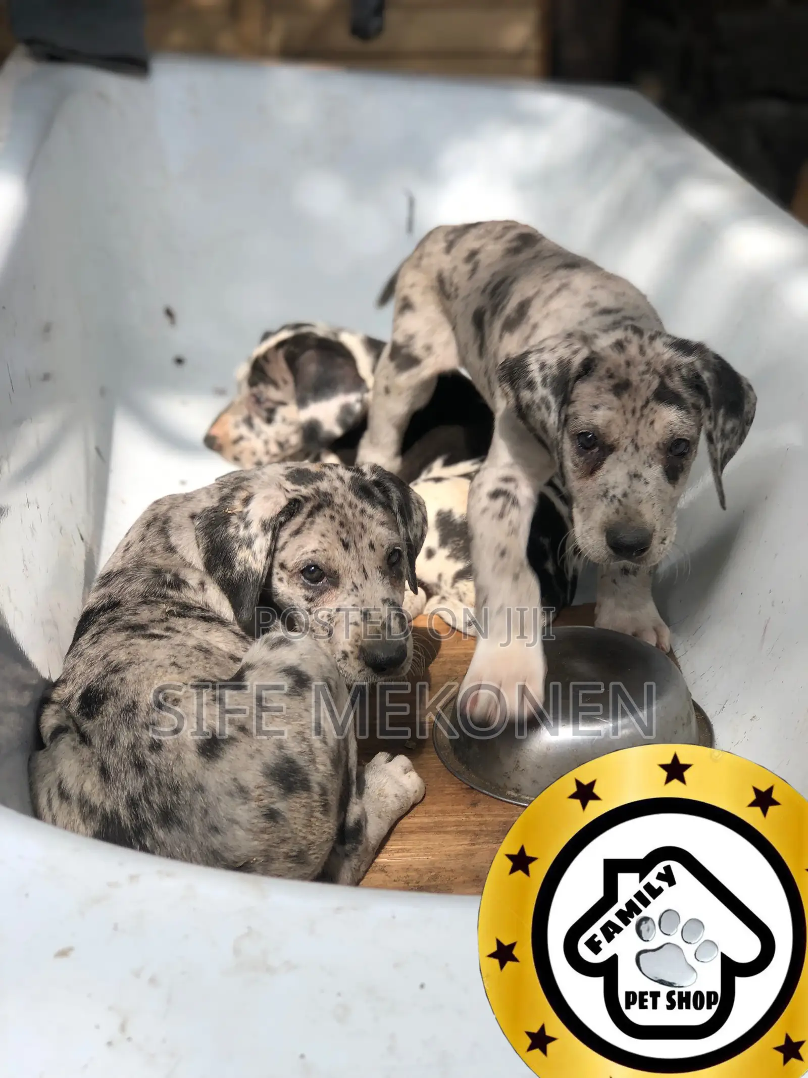 1-3 months Male Purebred Great Dane
