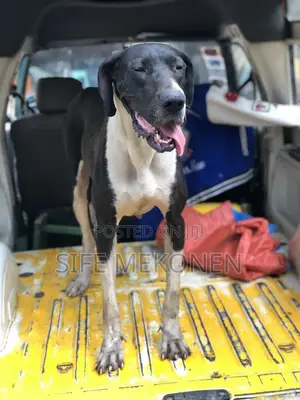 1-3 months Male Purebred Great Dane