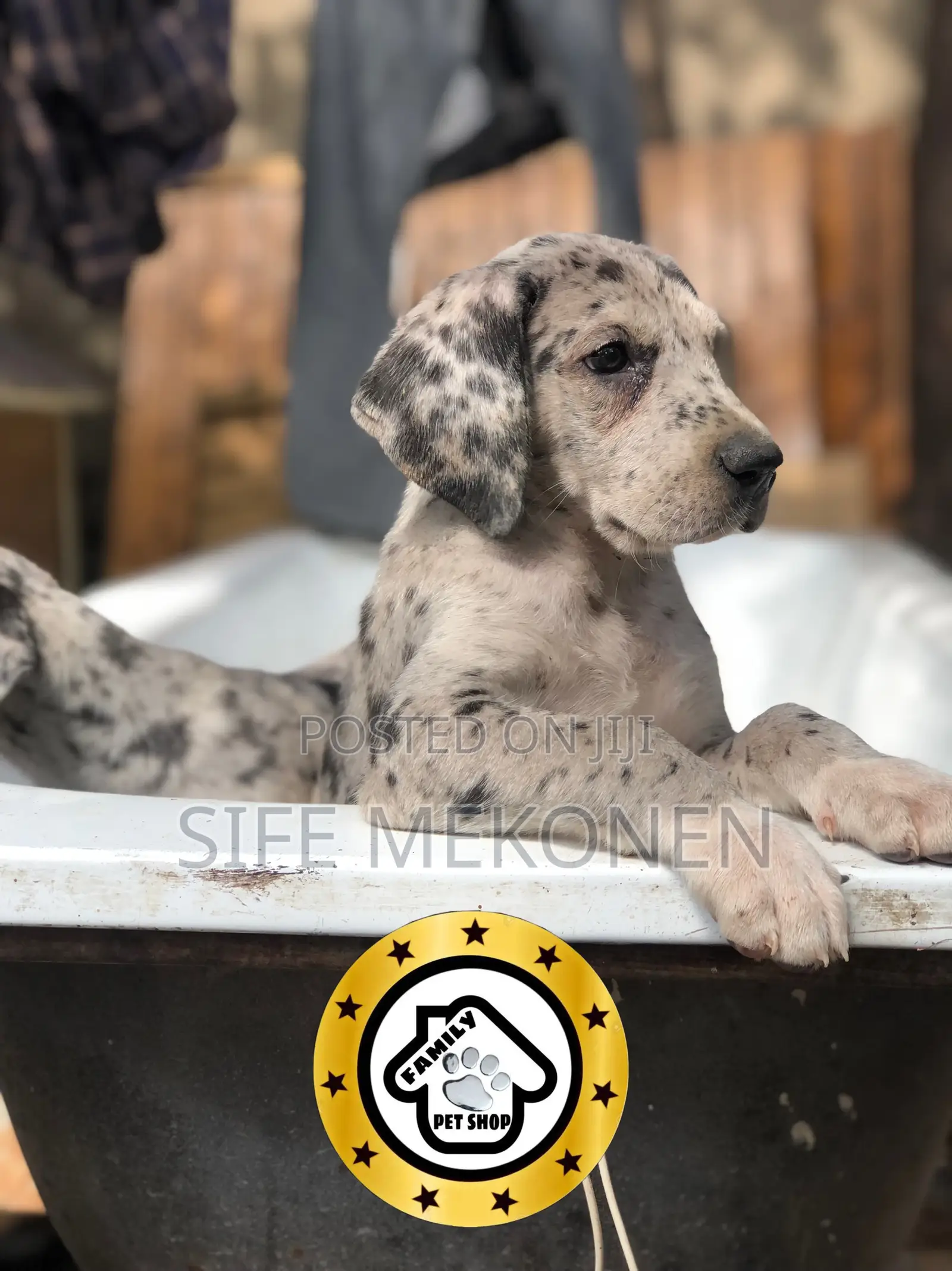1-3 months Male Purebred Great Dane