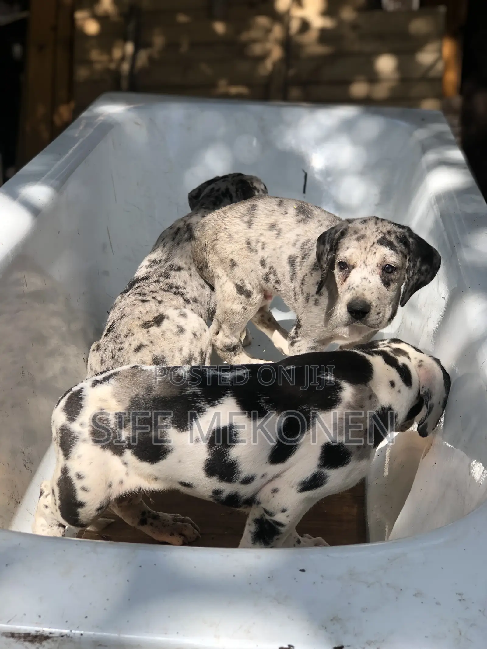 1-3 months Male Purebred Great Dane