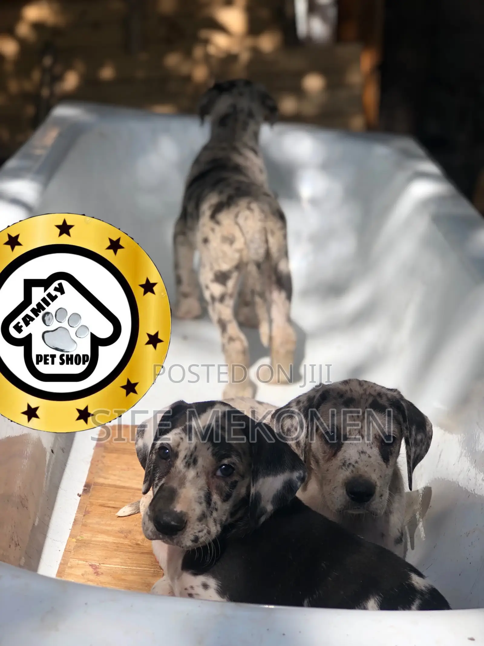 1-3 months Male Purebred Great Dane