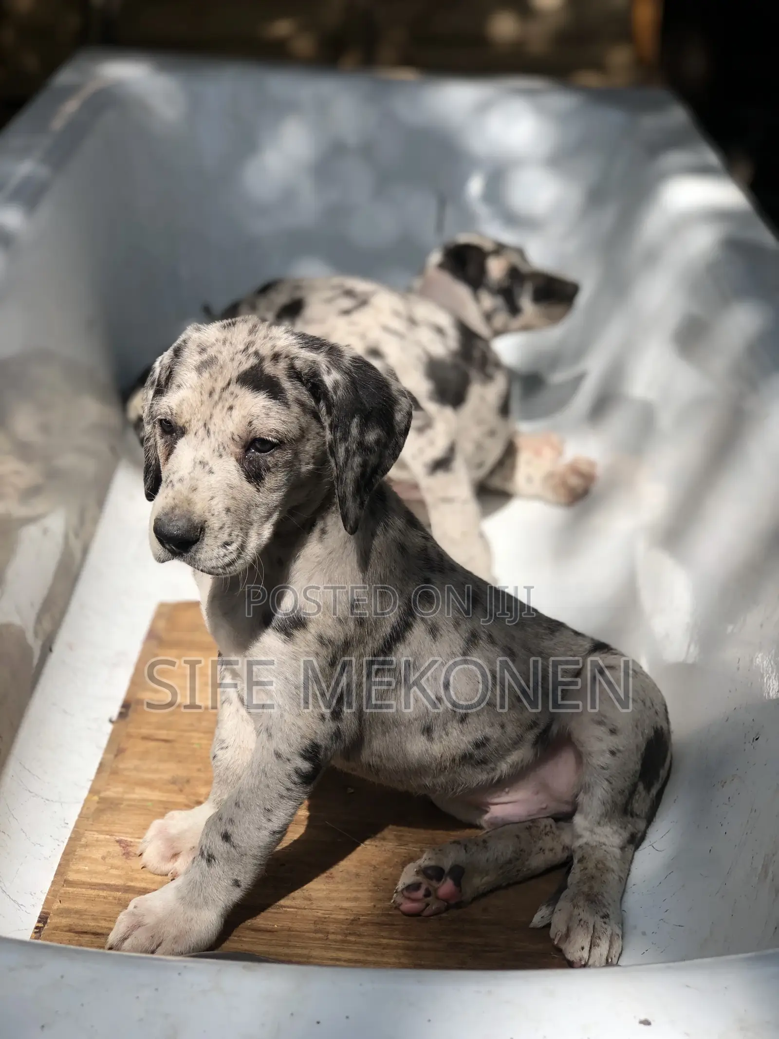 1-3 months Male Purebred Great Dane