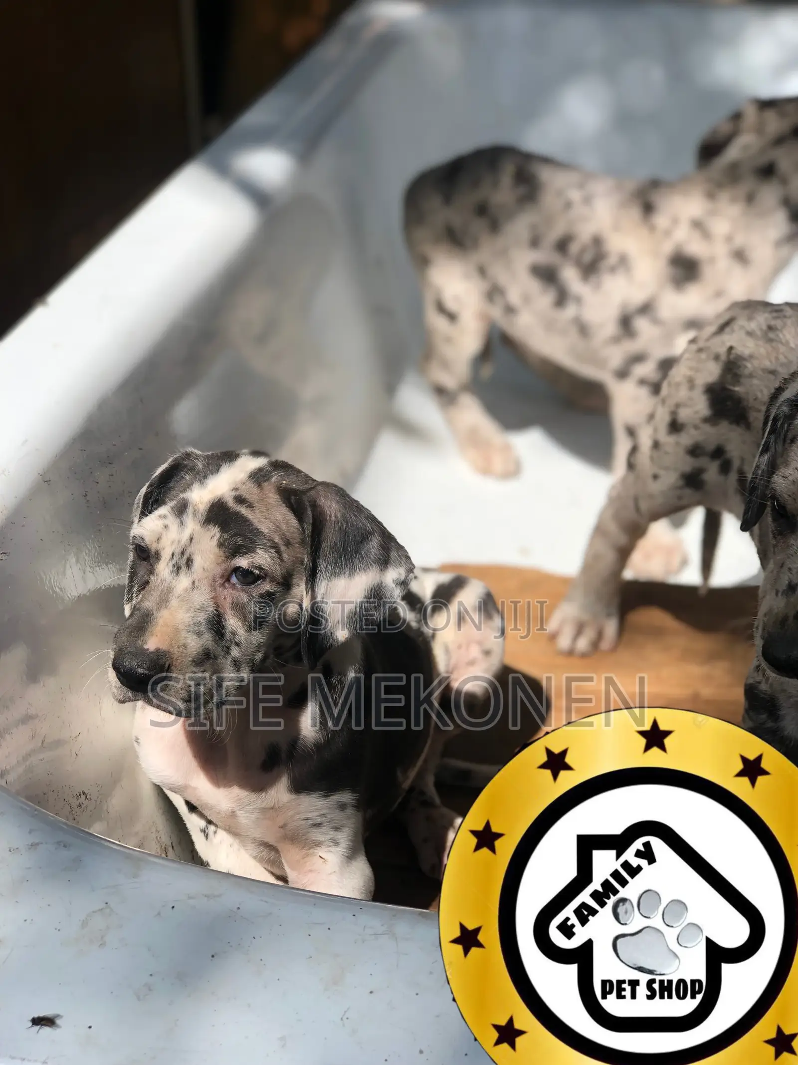 1-3 months Male Purebred Great Dane