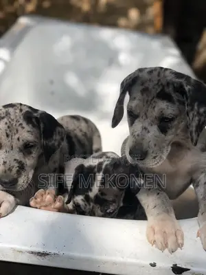 1-3 months Male Purebred Great Dane