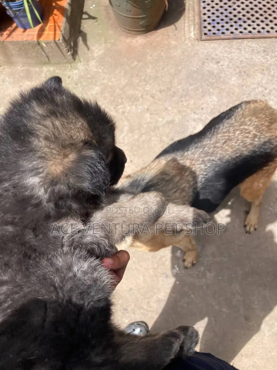 1-3 months Male Purebred German Shepherd