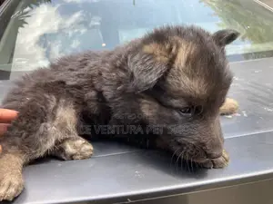 Photo - 1-3 months Male Purebred German Shepherd