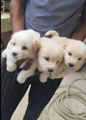 Photo - 1-3 months Male Purebred Maltese