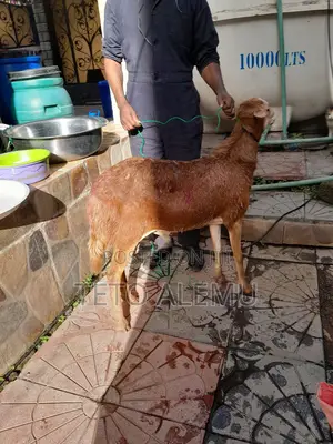 6bdrm House in የሚሸጥ ቤት አያት ሰንሻይን, Yeka for sale