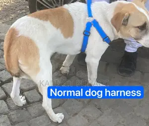 Normal Dog Harness