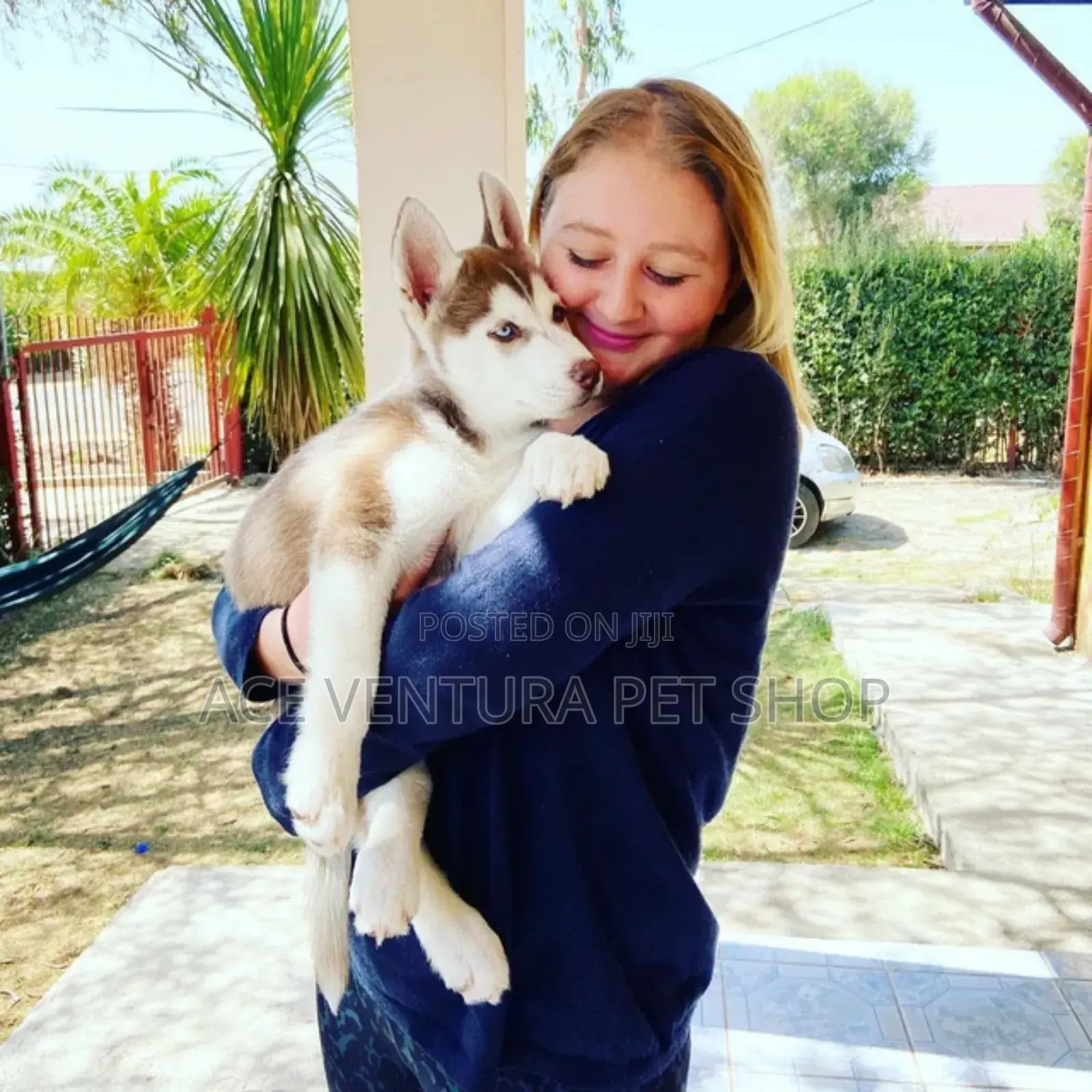 1-3 months Male Purebred Siberian Husky