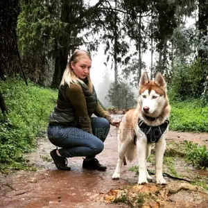 1-3 months Male Purebred Siberian Husky
