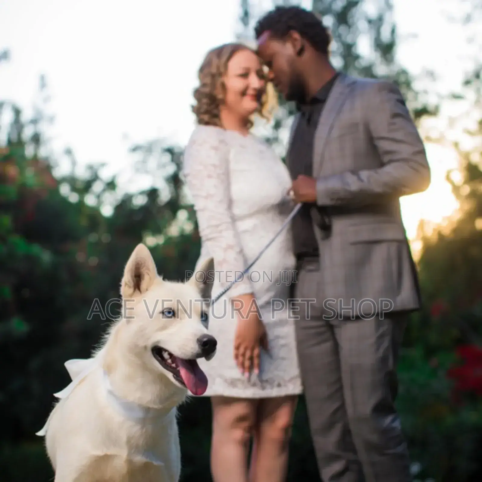 1-3 months Male Purebred Siberian Husky