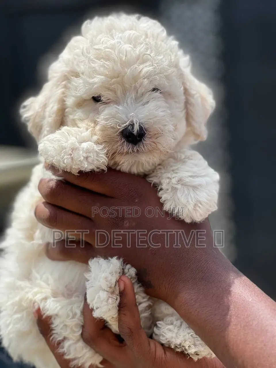 1-3 months Male Purebred Maltese