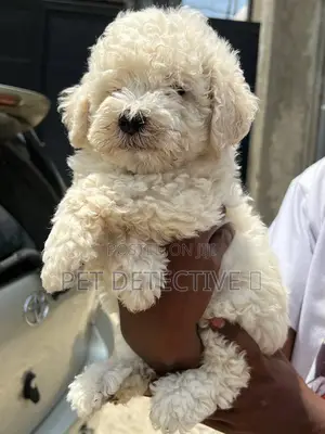 1-3 months Male Purebred Maltese