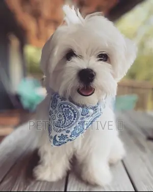Photo - 1-3 months Male Purebred Maltese