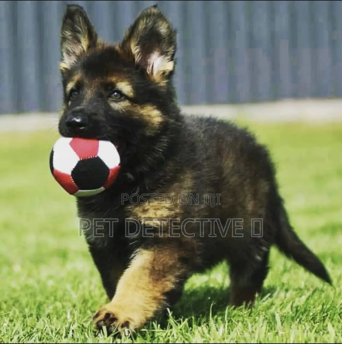 1-3 months Male Purebred German Shepherd