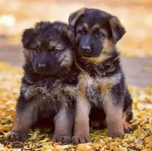 Photo - 1-3 months Male Purebred German Shepherd