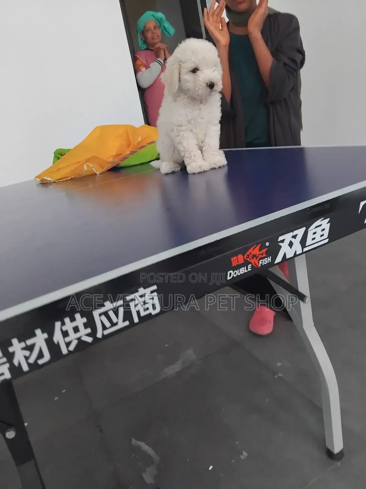 1-3 months Male Purebred Maltese