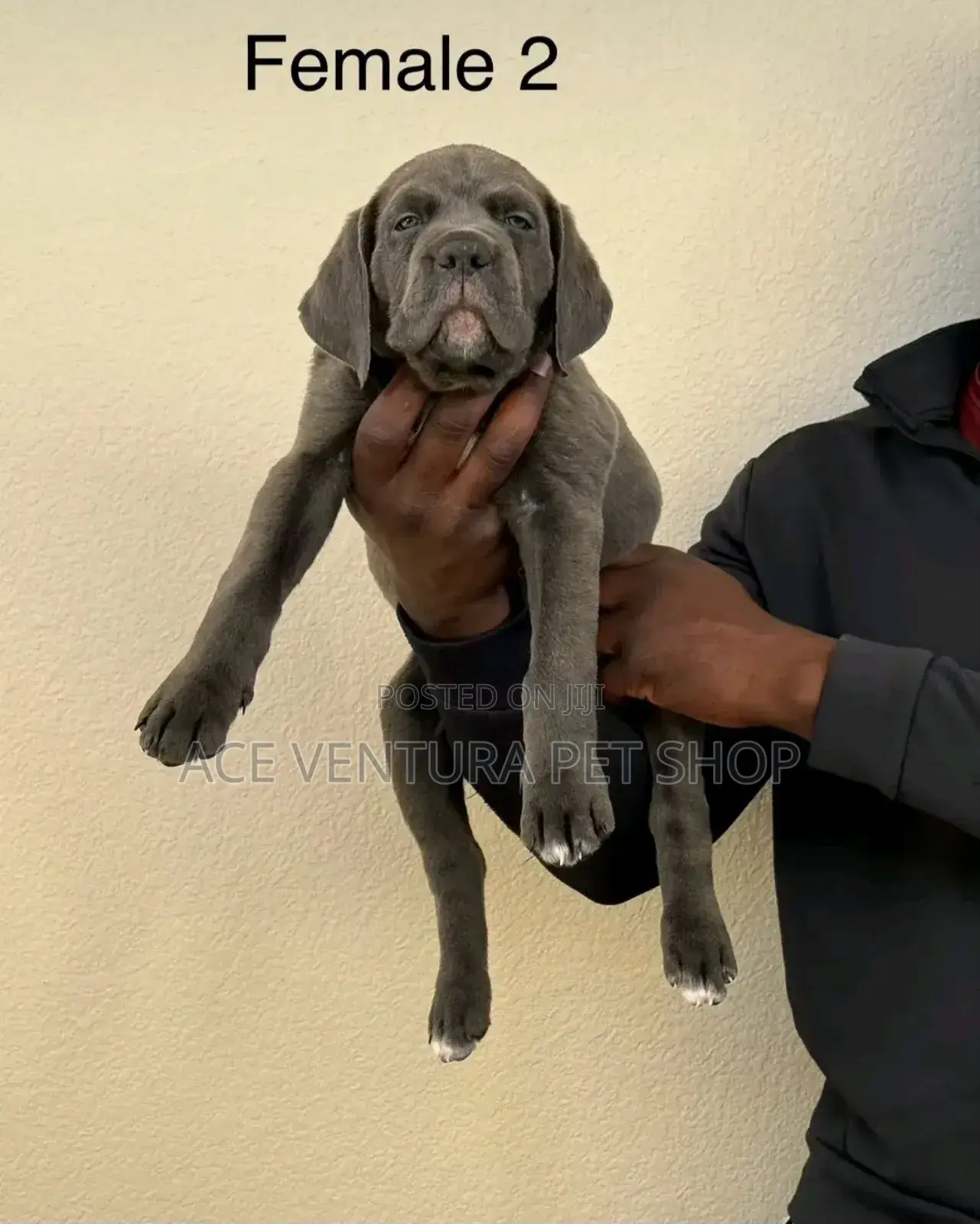 1-3 months Male Purebred Bullmastiff