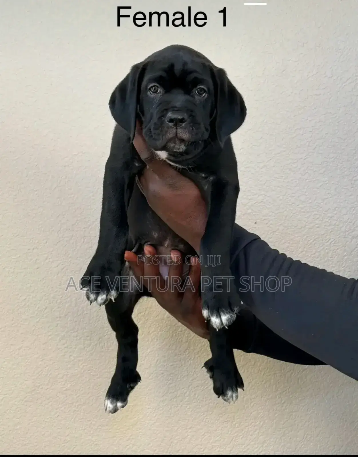 1-3 months Male Purebred Bullmastiff
