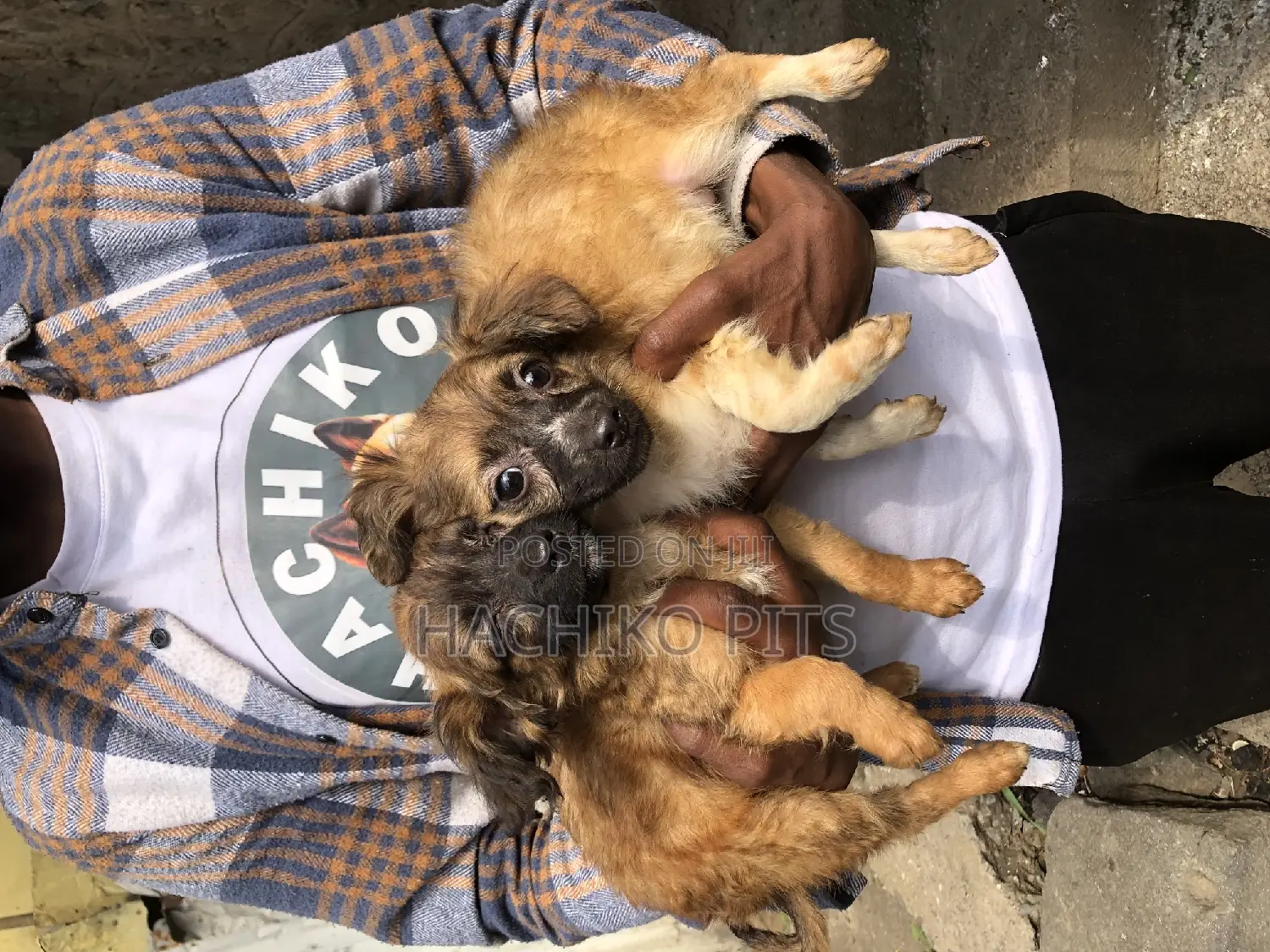 1-3 months Male Purebred Pomeranian