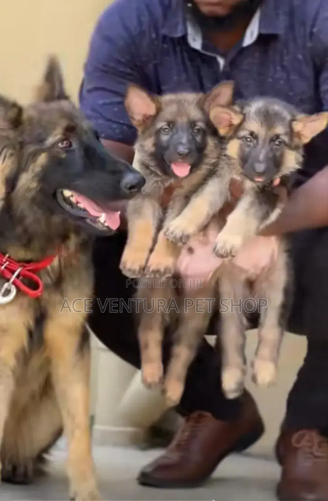 1-3 months Male Purebred German Shepherd