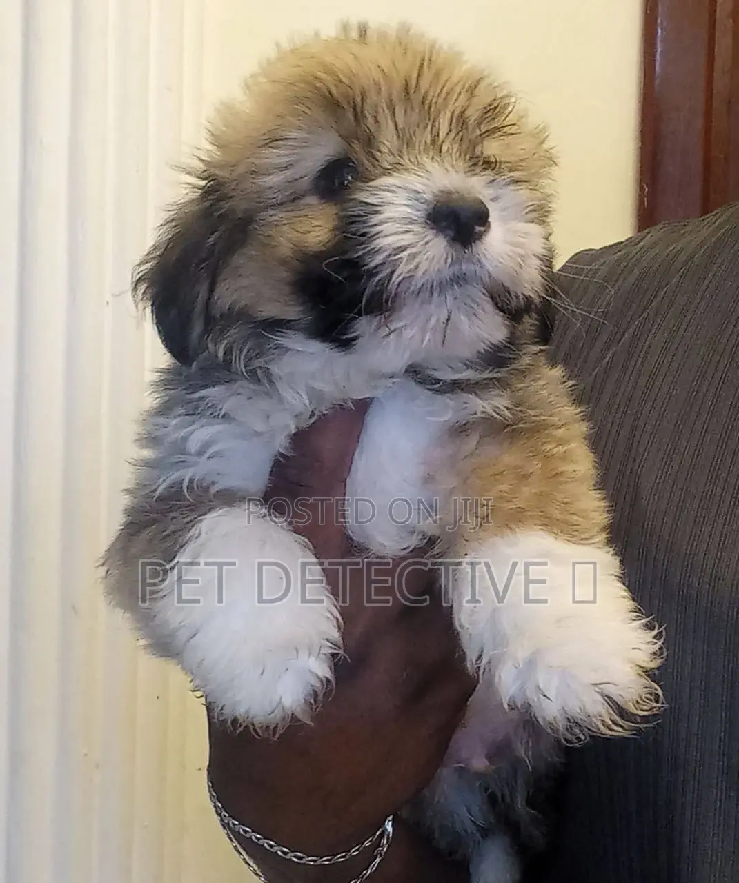 1-3 months Male Purebred Maltese