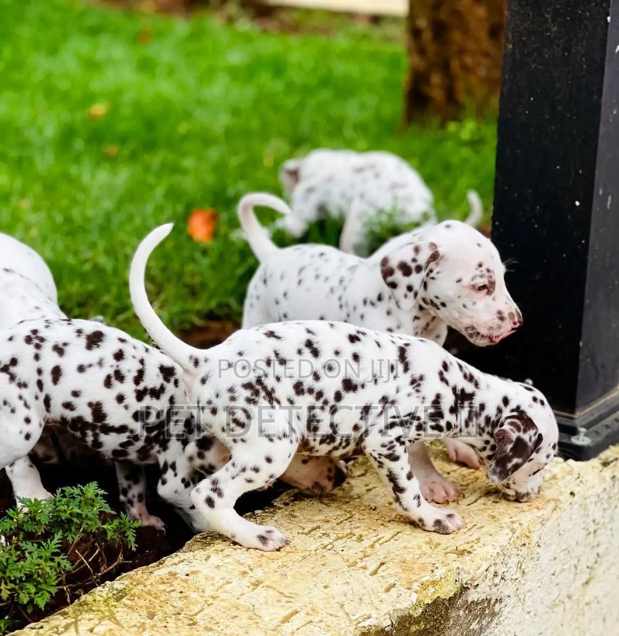 1-3 months Male Purebred Great Dane