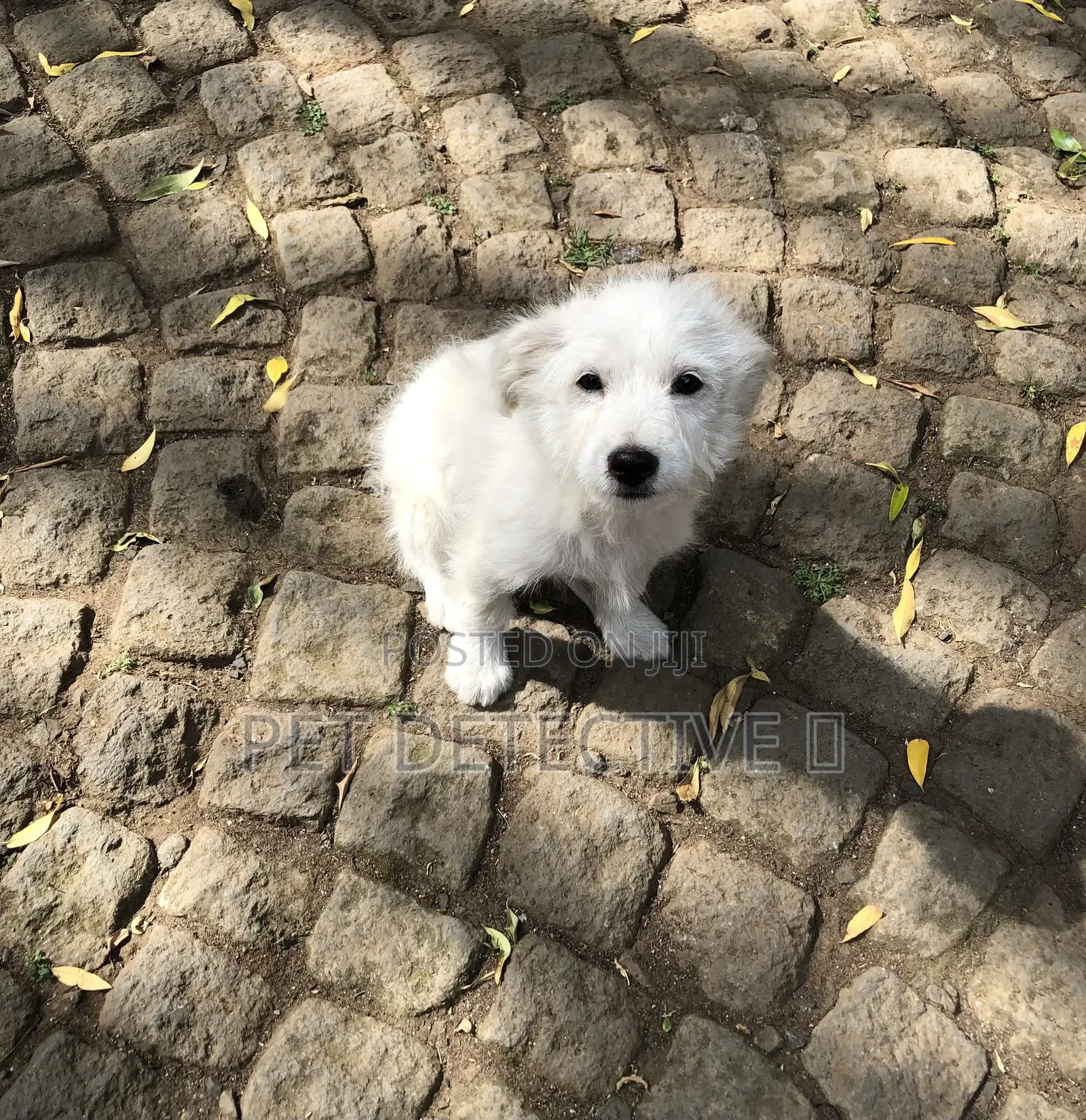 1-3 months Male Purebred Maltese