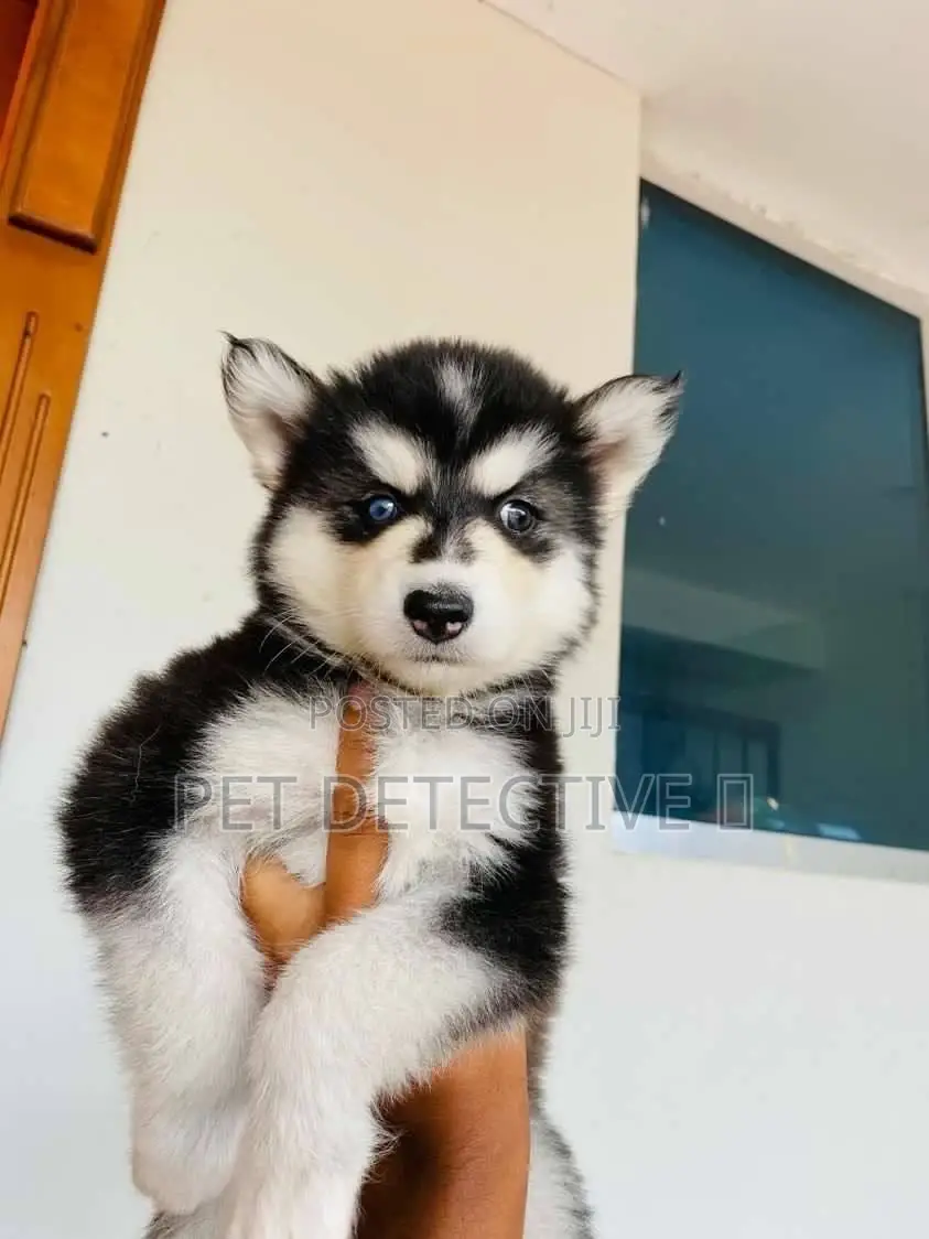 1-3 months Male Purebred Siberian Husky