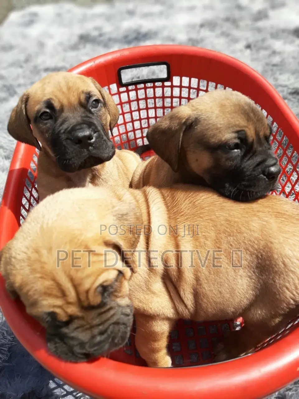 1-3 months Male Purebred Bullmastiff