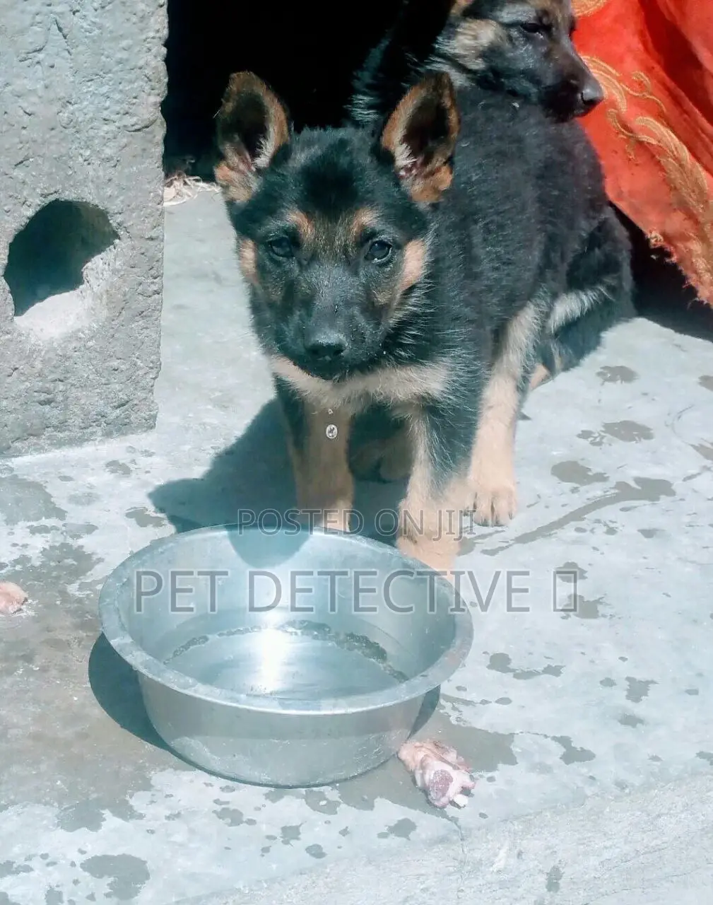 1-3 months Female Purebred German Shepherd