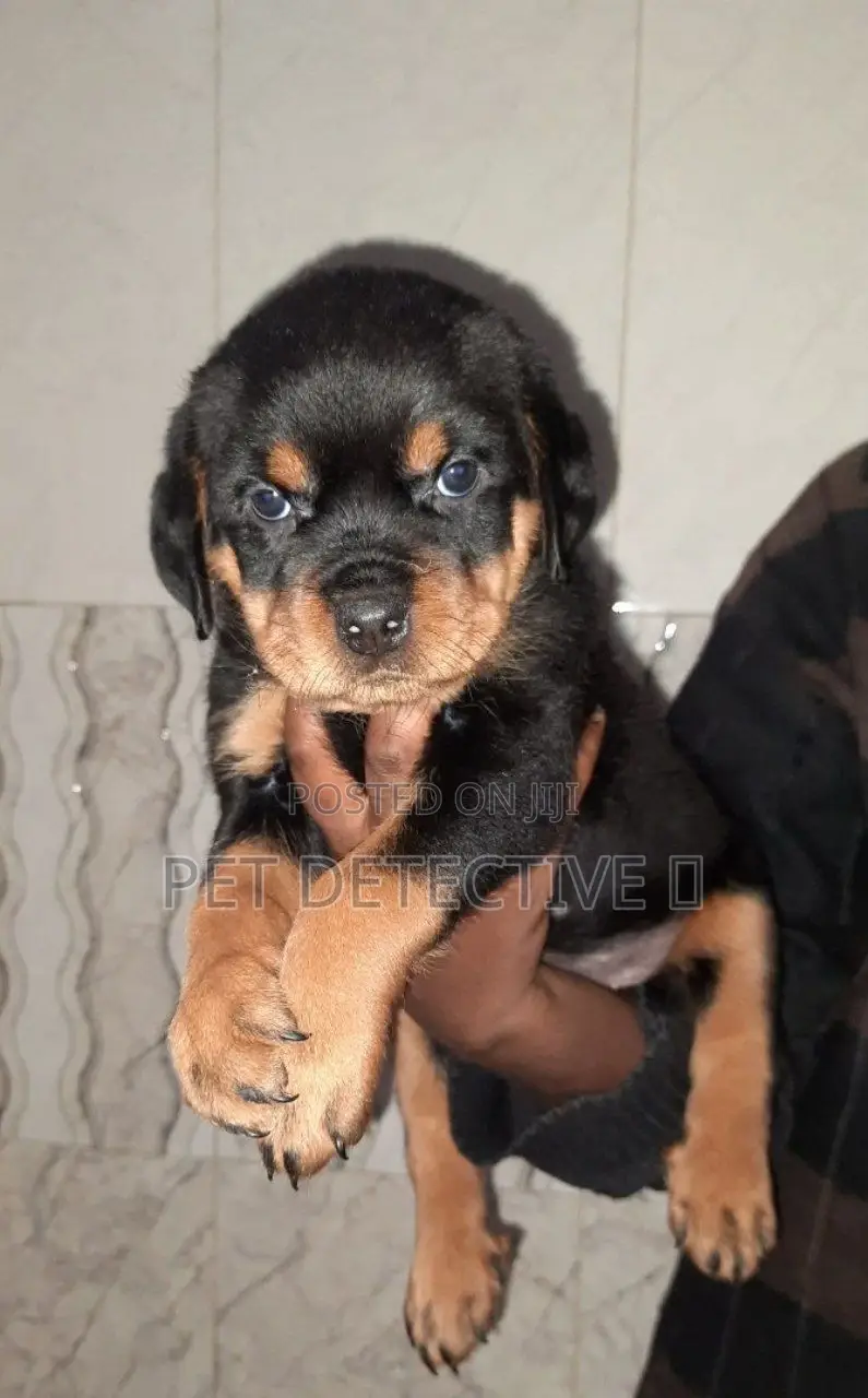 1-3 months Male Purebred Rottweiler