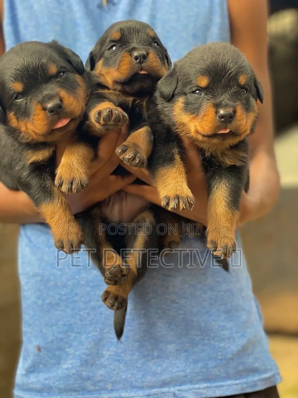 1-3 months Male Purebred Rottweiler