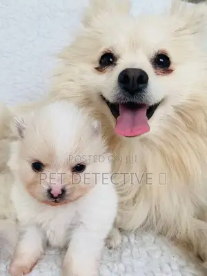 Photo - 1-3 months Male Purebred Maltese