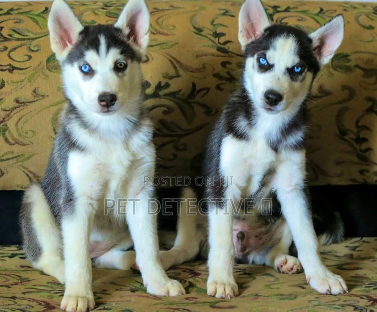 1-3 months Male Purebred Siberian Husky